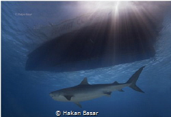 Tiger Shark by Hakan Basar 